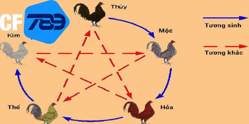 Màu mạng gà đá ảnh hưởng trực tiếp tới xem ngày